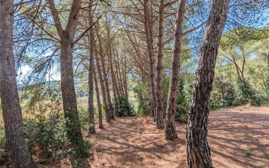 Terreno con annesso Loc. Asca