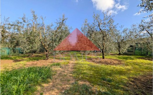 Terreno con annesso in Località Fabbricciane